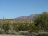 cactuslandschap.jpg